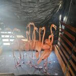 1784478033 Desmantelada una red de trafico ilegal de fauna silvestre en