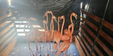 1784478033 Desmantelada una red de trafico ilegal de fauna silvestre en