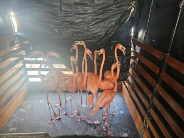 1784478033 Desmantelada una red de trafico ilegal de fauna silvestre en