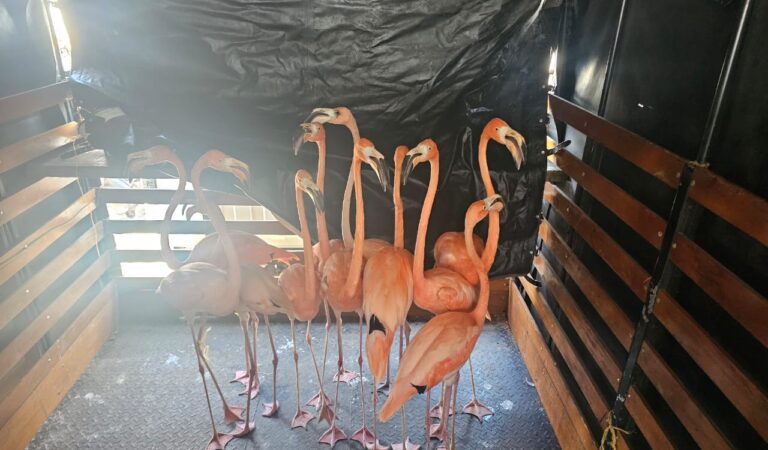 Desmantelada una red de tráfico ilegal de fauna silvestre en la región Caribe
