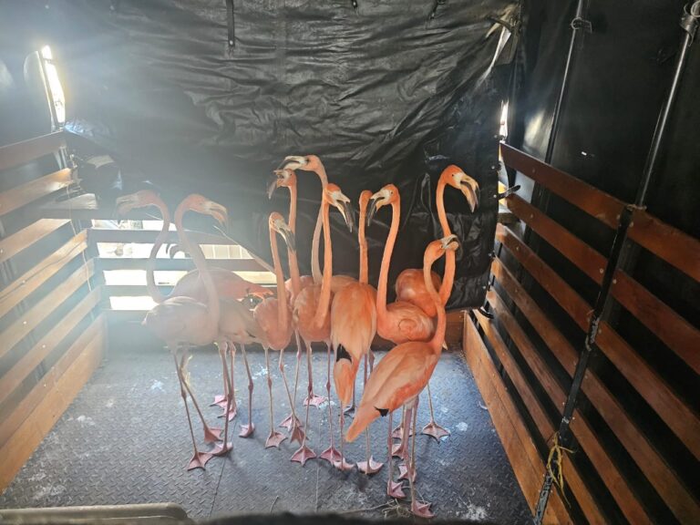 1784478033 Desmantelada una red de trafico ilegal de fauna silvestre en