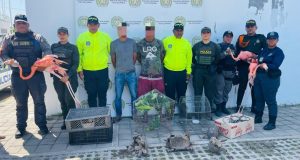 Desmantelada una red de trafico ilegal de fauna silvestre en