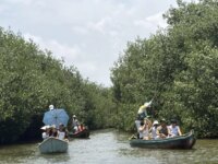 Unicartagena refuerza la preservacion de los mangles al establecer un