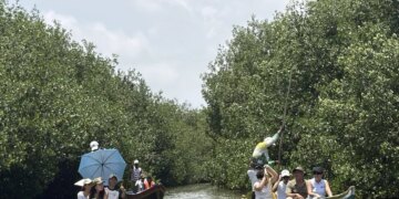 Unicartagena refuerza la preservacion de los mangles al establecer un