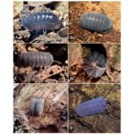 Egresados de Unicartagena identifican once nuevas especies de artropodos neotropicales