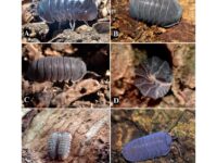 Egresados de Unicartagena identifican once nuevas especies de artropodos neotropicales