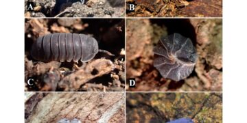 Egresados de Unicartagena identifican once nuevas especies de artropodos neotropicales