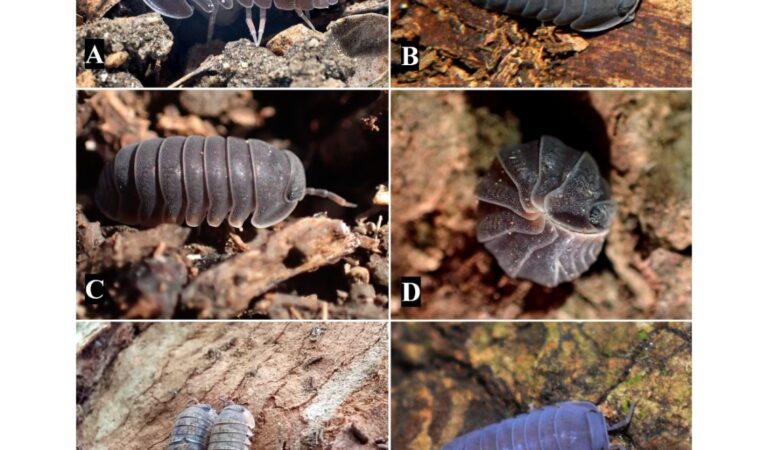 Egresados de Unicartagena identifican once nuevas especies de artrópodos neotropicales.