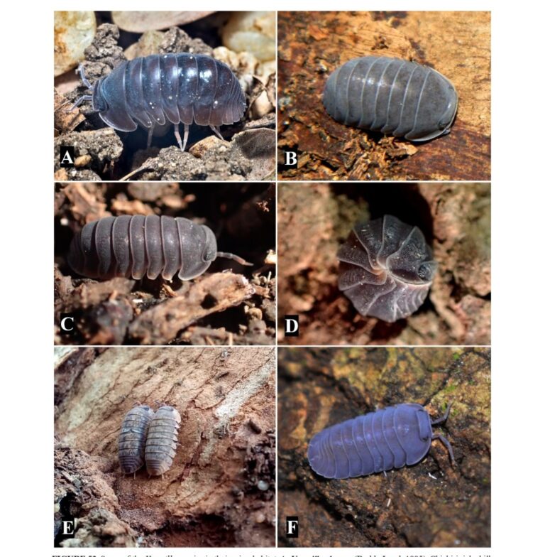 Egresados de Unicartagena identifican once nuevas especies de artropodos neotropicales
