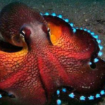 El XIII Congreso Latinoamericano de Malacologia atrajo a destacados cientificos