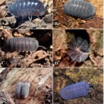 Graduados de Unicartagena identifican 11 nuevas especies de artropodos neotropicales