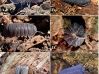 Graduados de Unicartagena identifican 11 nuevas especies de artropodos neotropicales