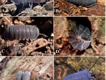 Graduados de Unicartagena identifican 11 nuevas especies de artropodos neotropicales