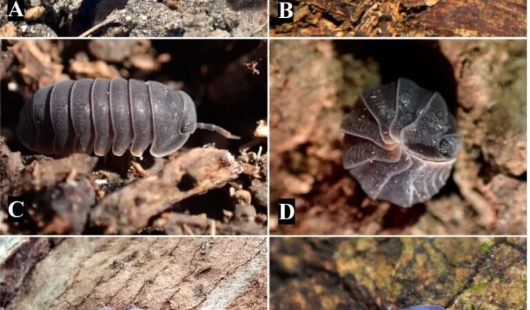 Graduados de Unicartagena identifican 11 nuevas especies de artrópodos neotropicales