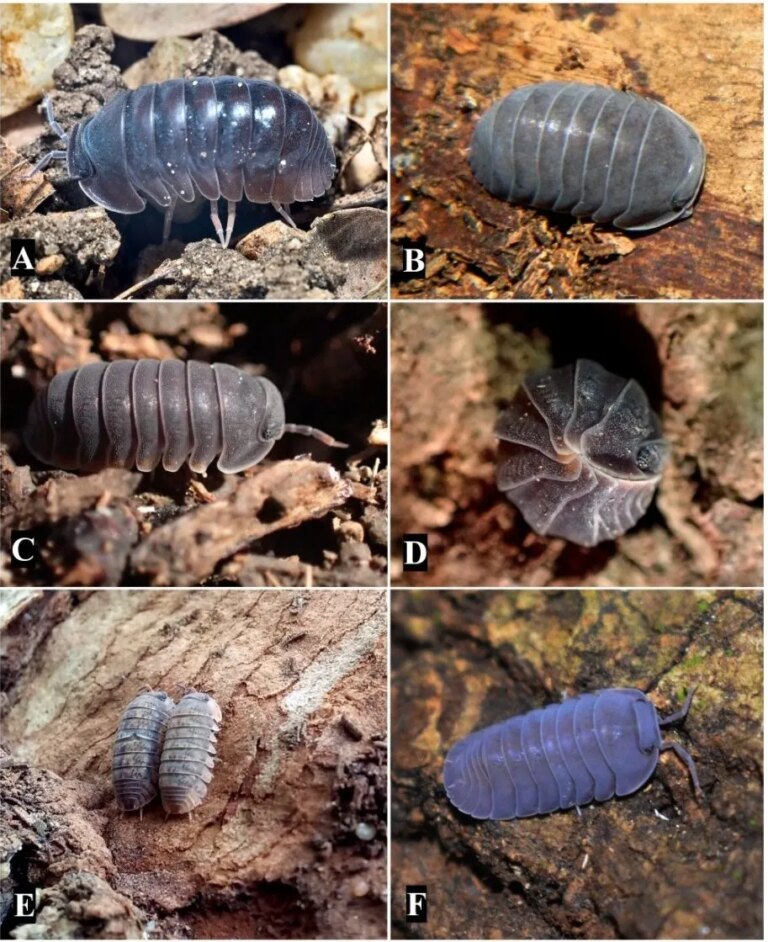 Graduados de Unicartagena identifican 11 nuevas especies de artropodos neotropicales