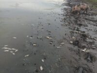 Peligrosa situacion de salud en San Rafael de Cortinas en