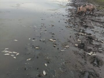 Peligrosa situacion de salud en San Rafael de Cortinas en