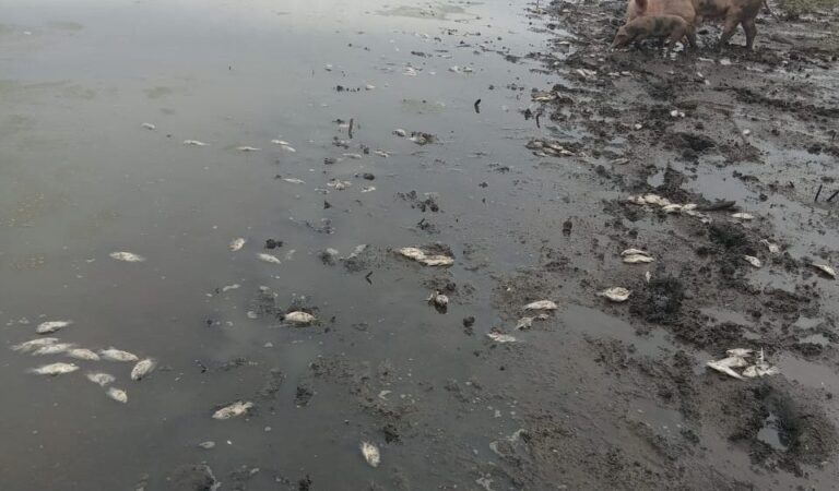 Peligrosa situación de salud en San Rafael de Cortinas en Magangué debido a mortandad de peces