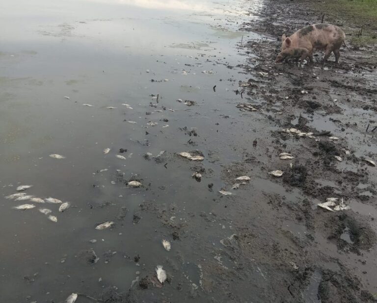 Peligrosa situacion de salud en San Rafael de Cortinas en