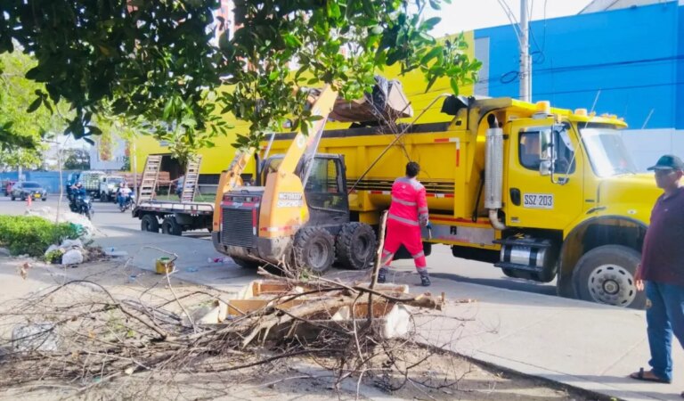 Recuperan franja de Manglar durante operativos de limpieza en la avenida El Lago